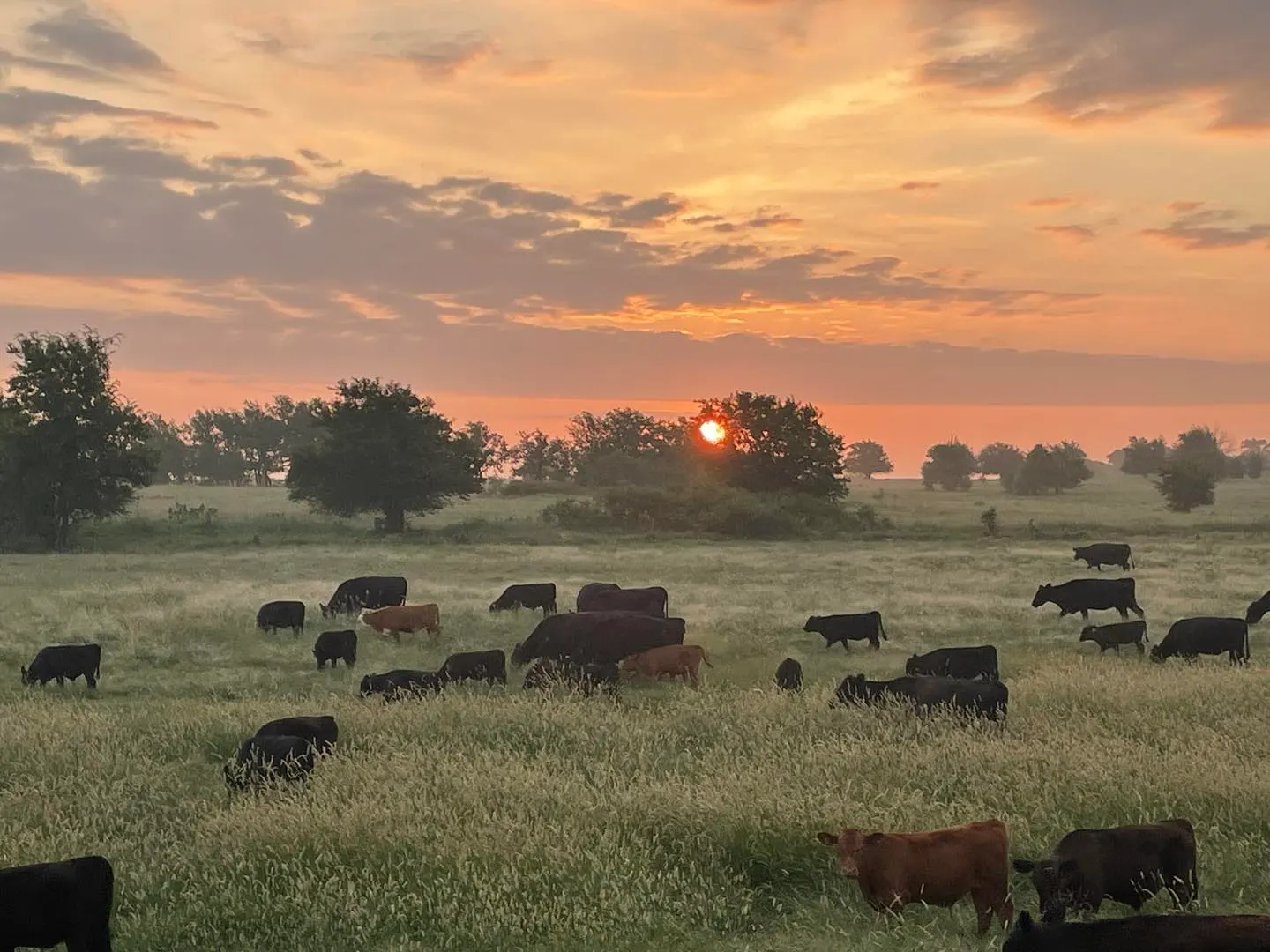 Business profile photo for Real-Ranch Grass-Fed
